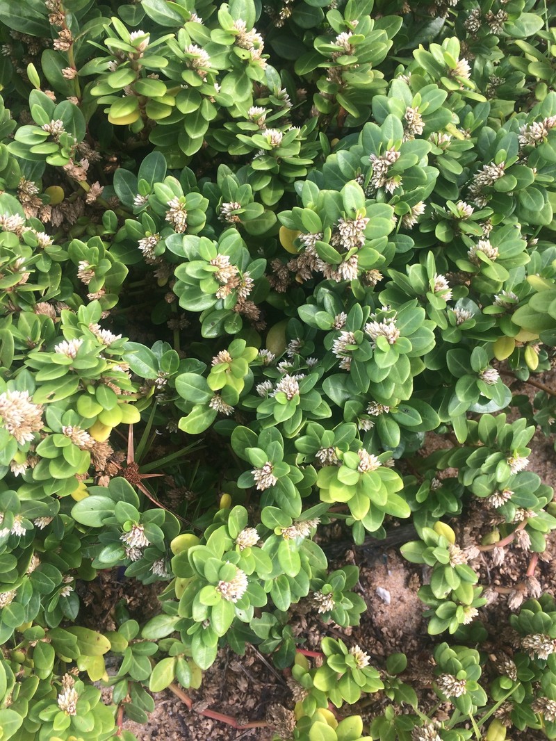 Alternanthera littoralis var. littoralis photo 2