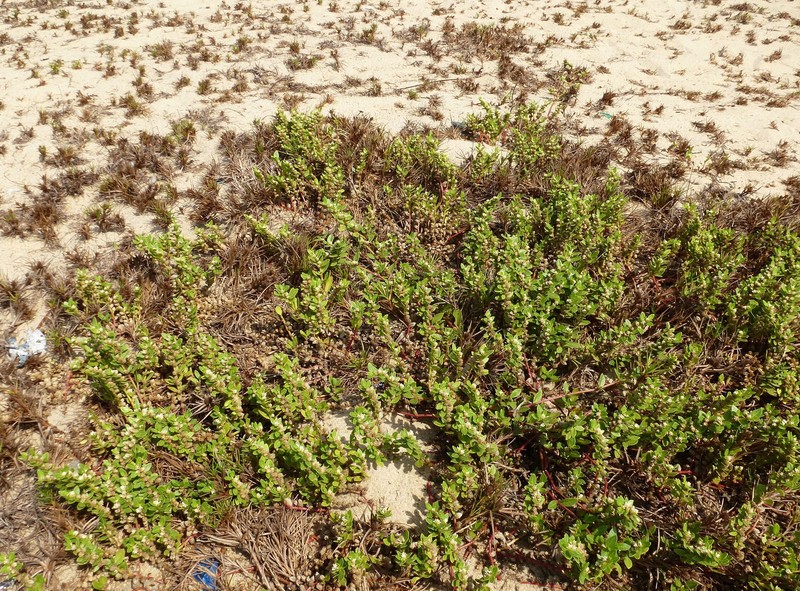 Alternanthera littoralis var. littoralis photo 3