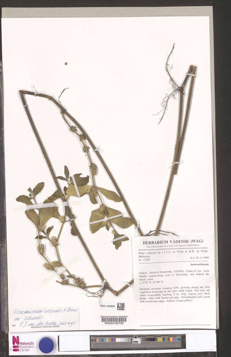 Alternanthera littoralis var. littoralis photo 4