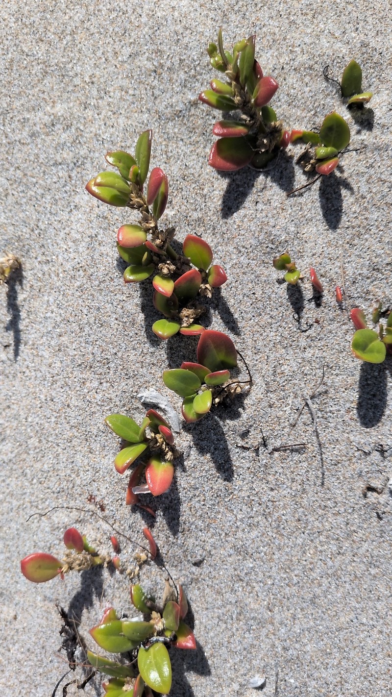 Seaside Joyweed photo 2