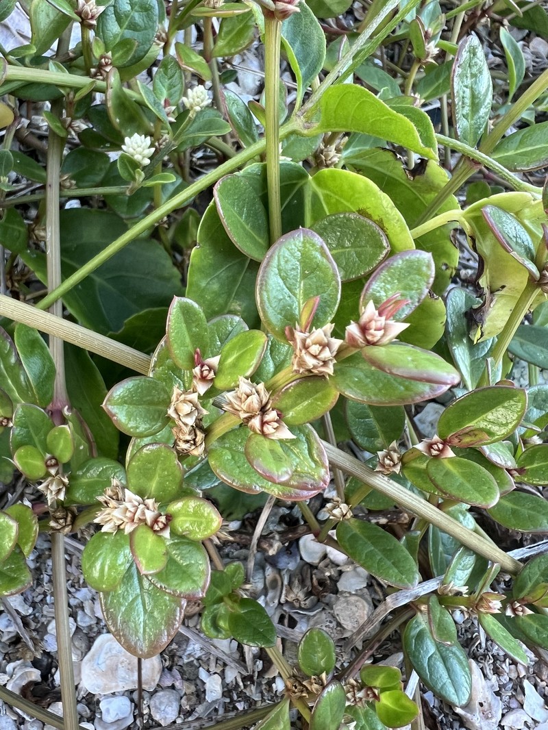 Seaside Joyweed photo 4