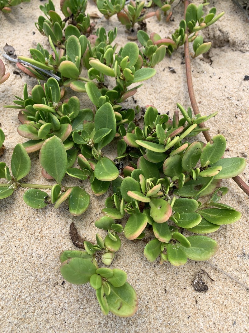 Seaside Joyweed photo 6