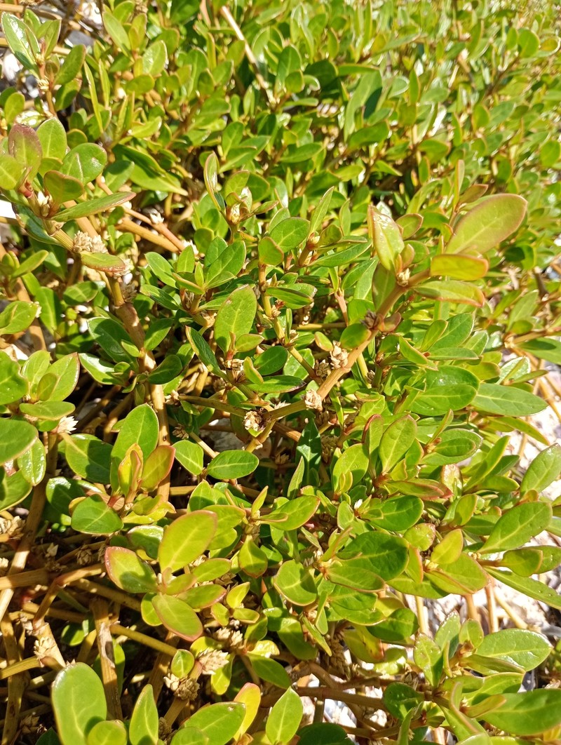 Seaside Joyweed photo 7