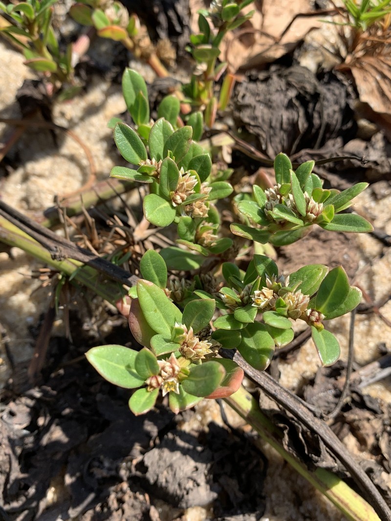 Seaside Joyweed photo 8