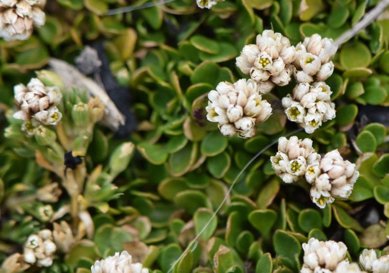 Alternanthera lupulina photo 2