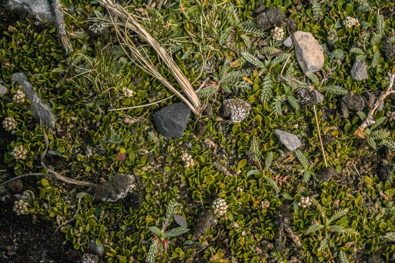 Alternanthera lupulina photo 3