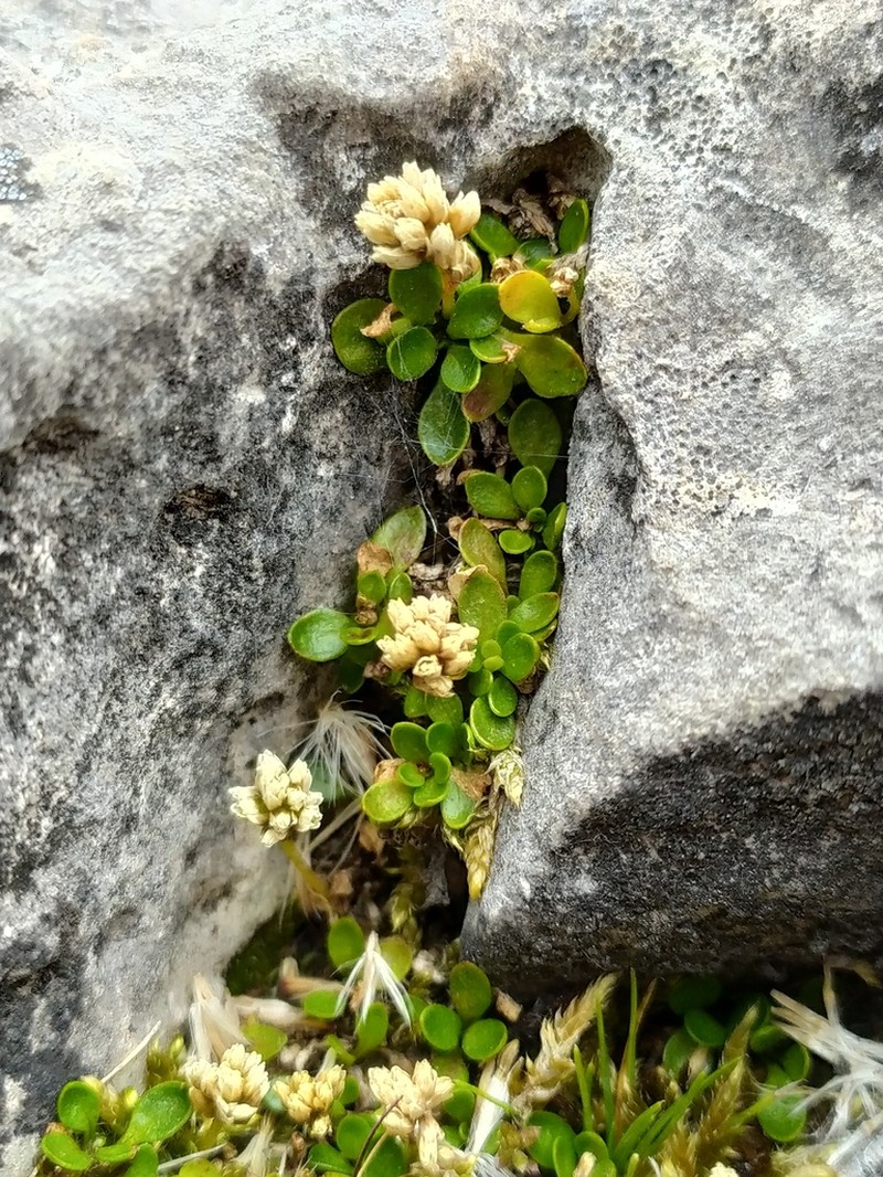 Alternanthera lupulina photo 4