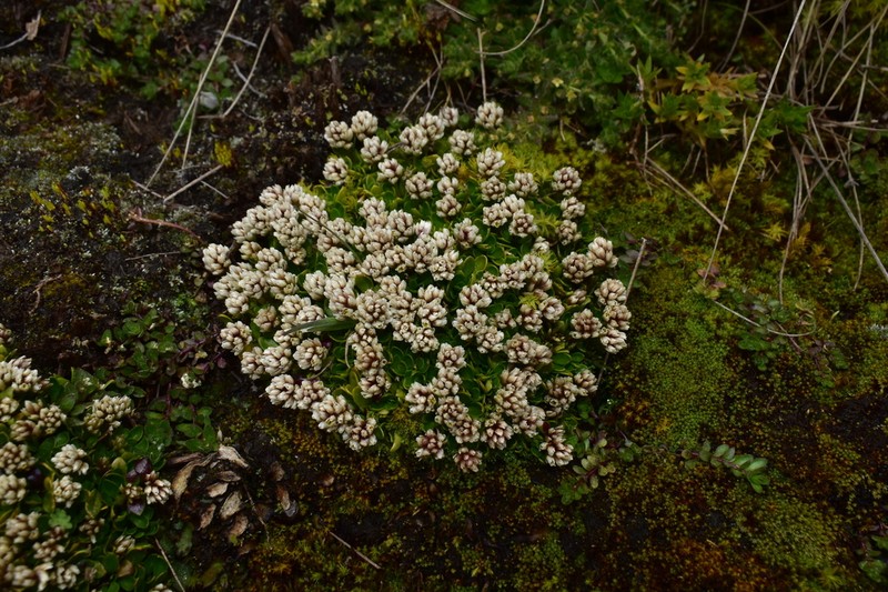 Alternanthera lupulina photo 5