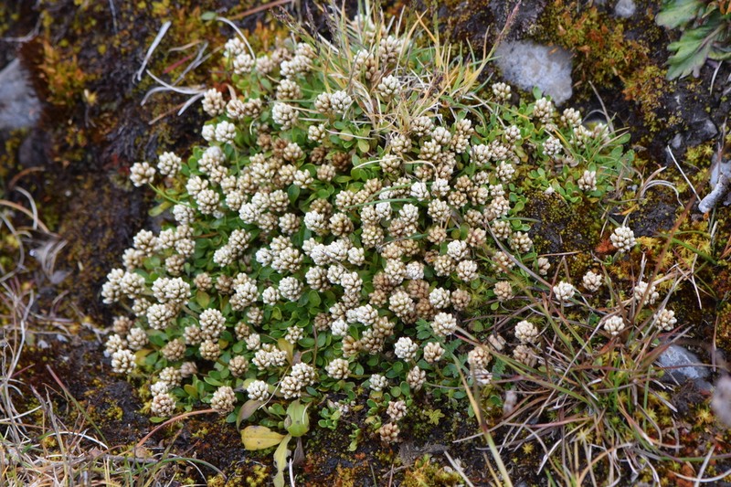Alternanthera lupulina photo 6