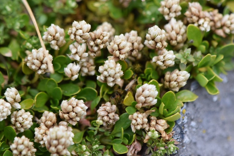 Alternanthera lupulina photo 7