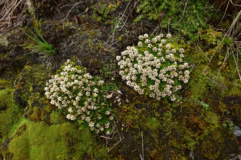 Alternanthera lupulina photo 8
