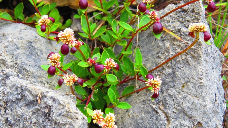 Alternanthera macbridei