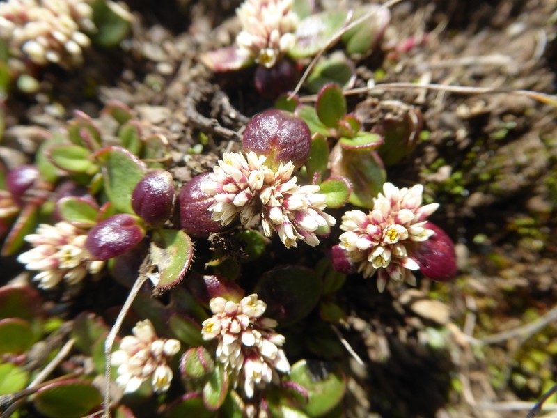 Alternanthera macbridei photo 2