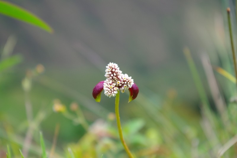 Alternanthera macbridei photo 3