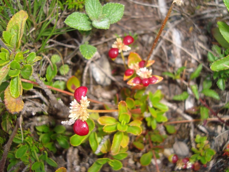 Alternanthera macbridei photo 4