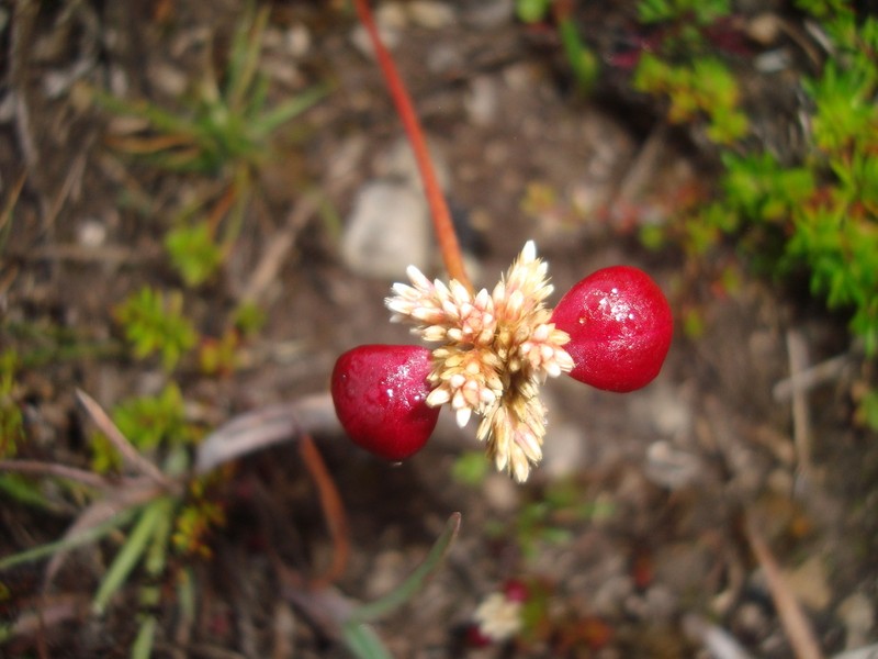 Alternanthera macbridei photo 5