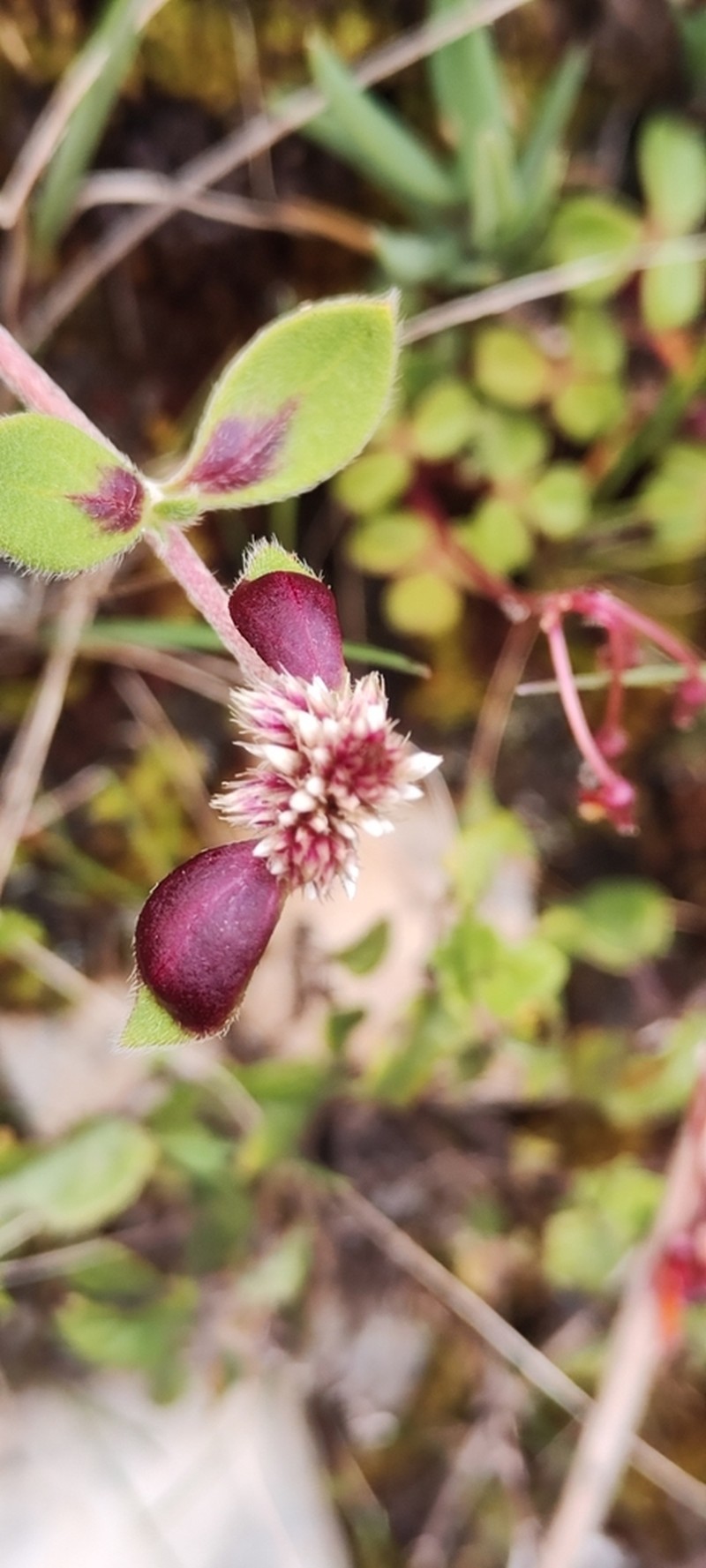 Alternanthera macbridei photo 6