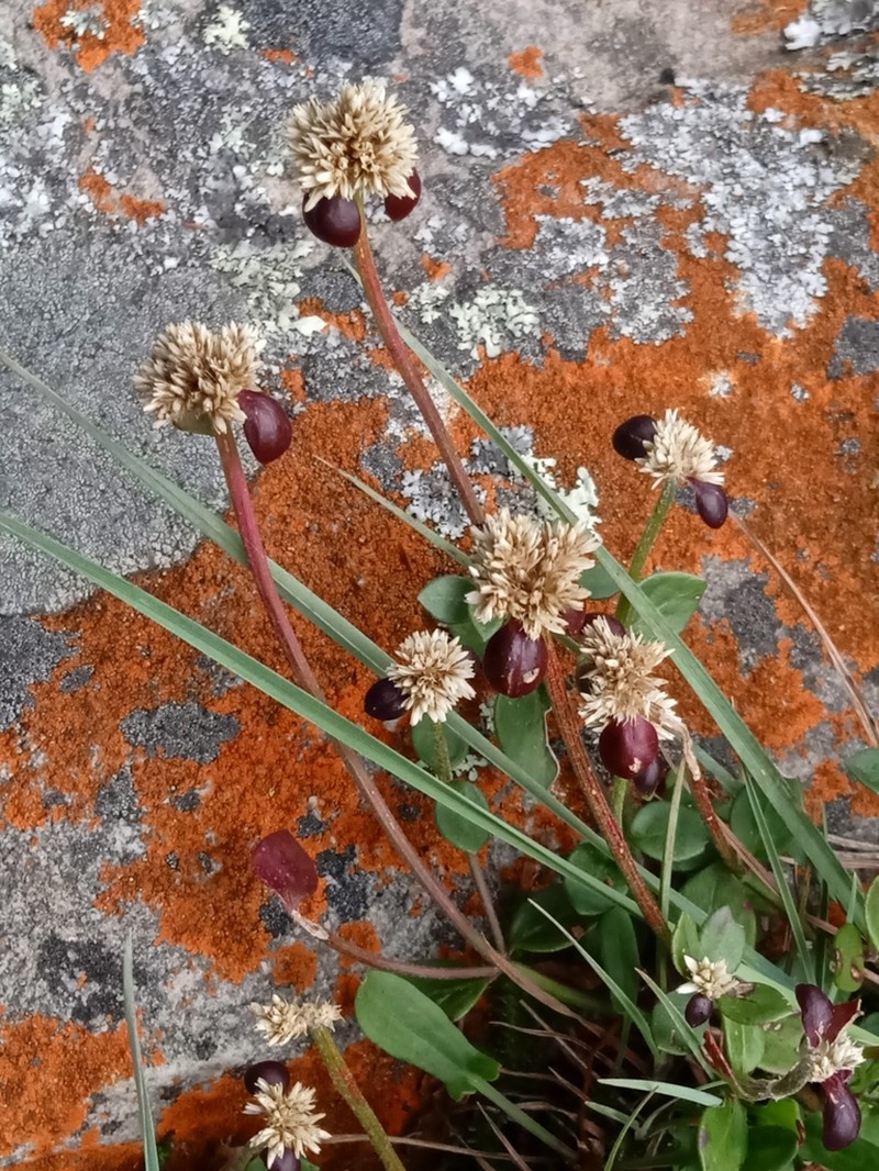 Alternanthera macbridei photo 7