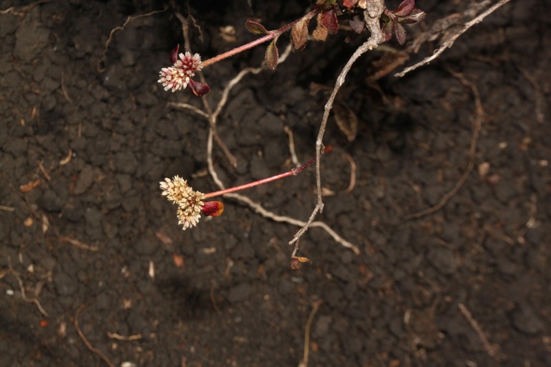 Alternanthera macbridei photo 8