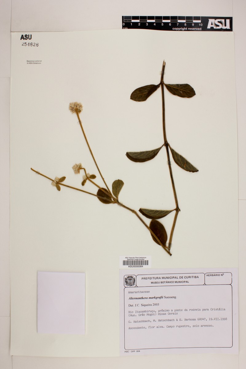 Alternanthera markgrafii
