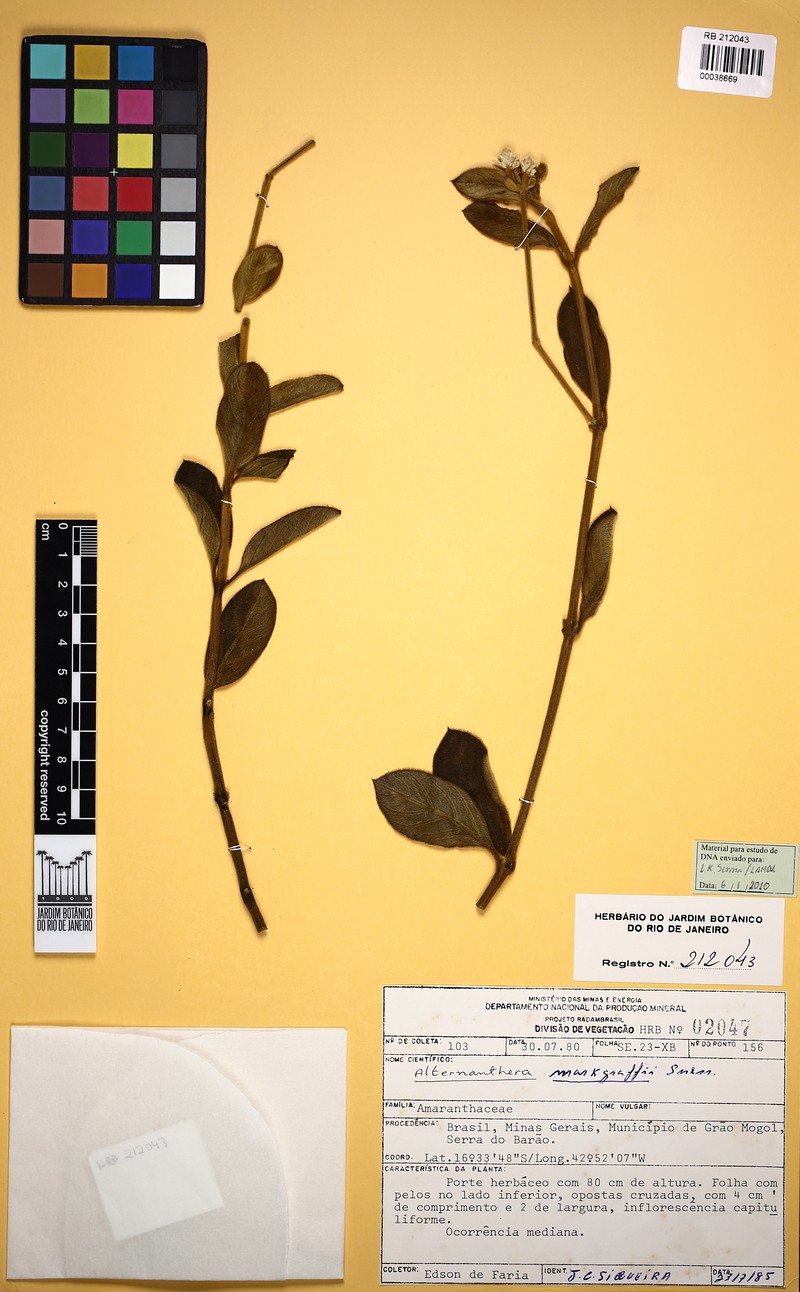 Alternanthera markgrafii photo 2