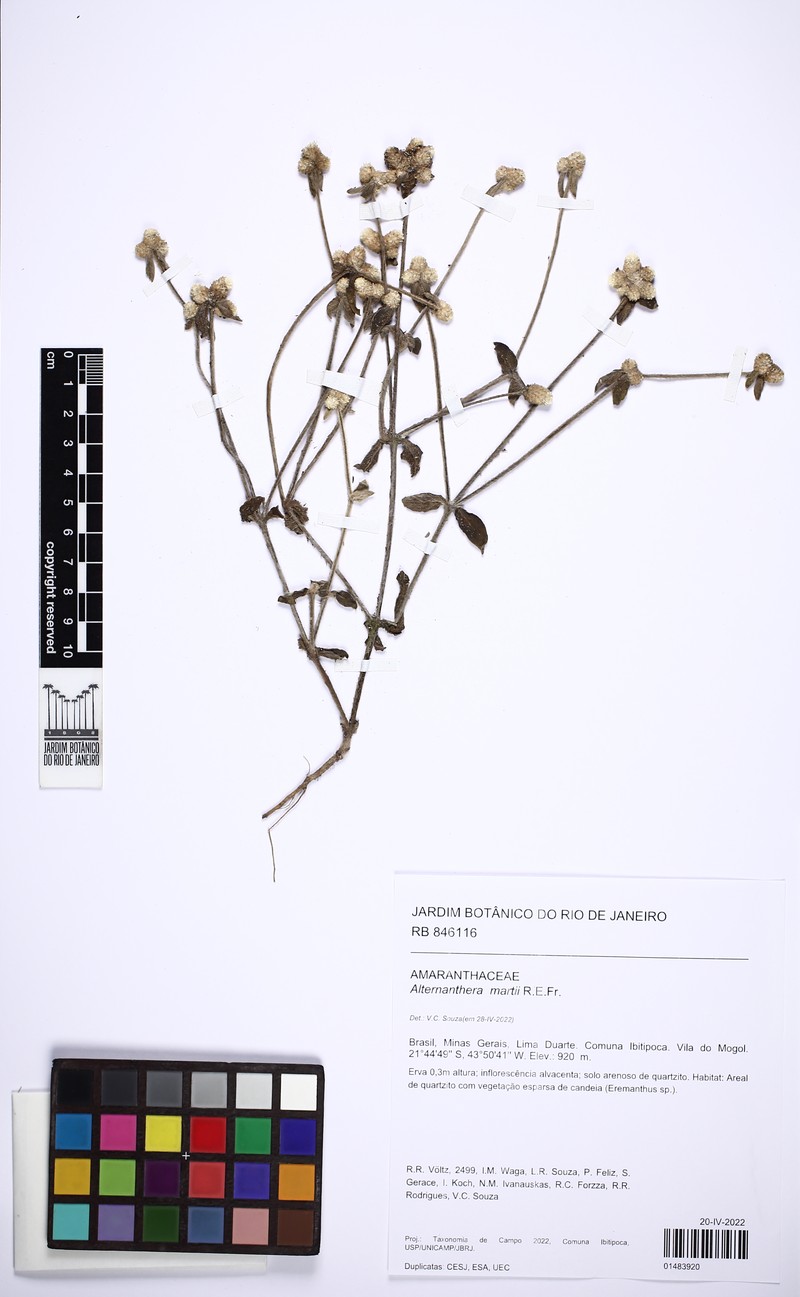 Alternanthera martii
