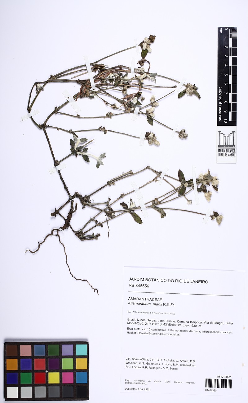 Alternanthera martii photo 2