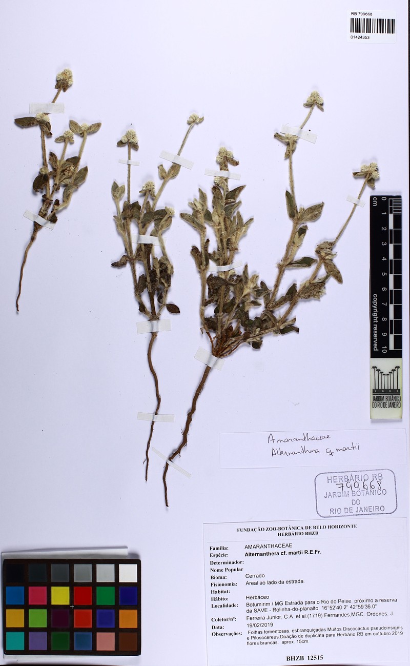 Alternanthera martii photo 3