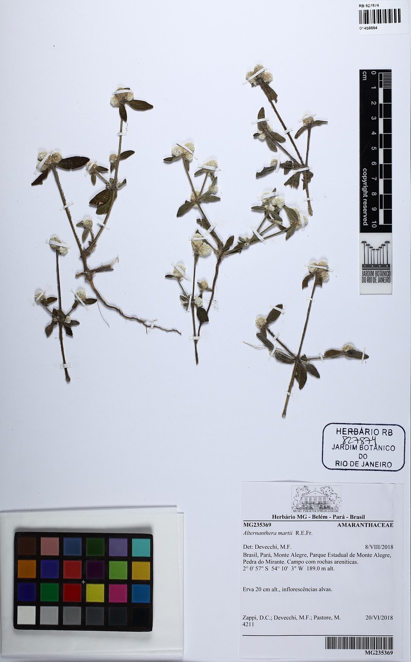 Alternanthera martii photo 4