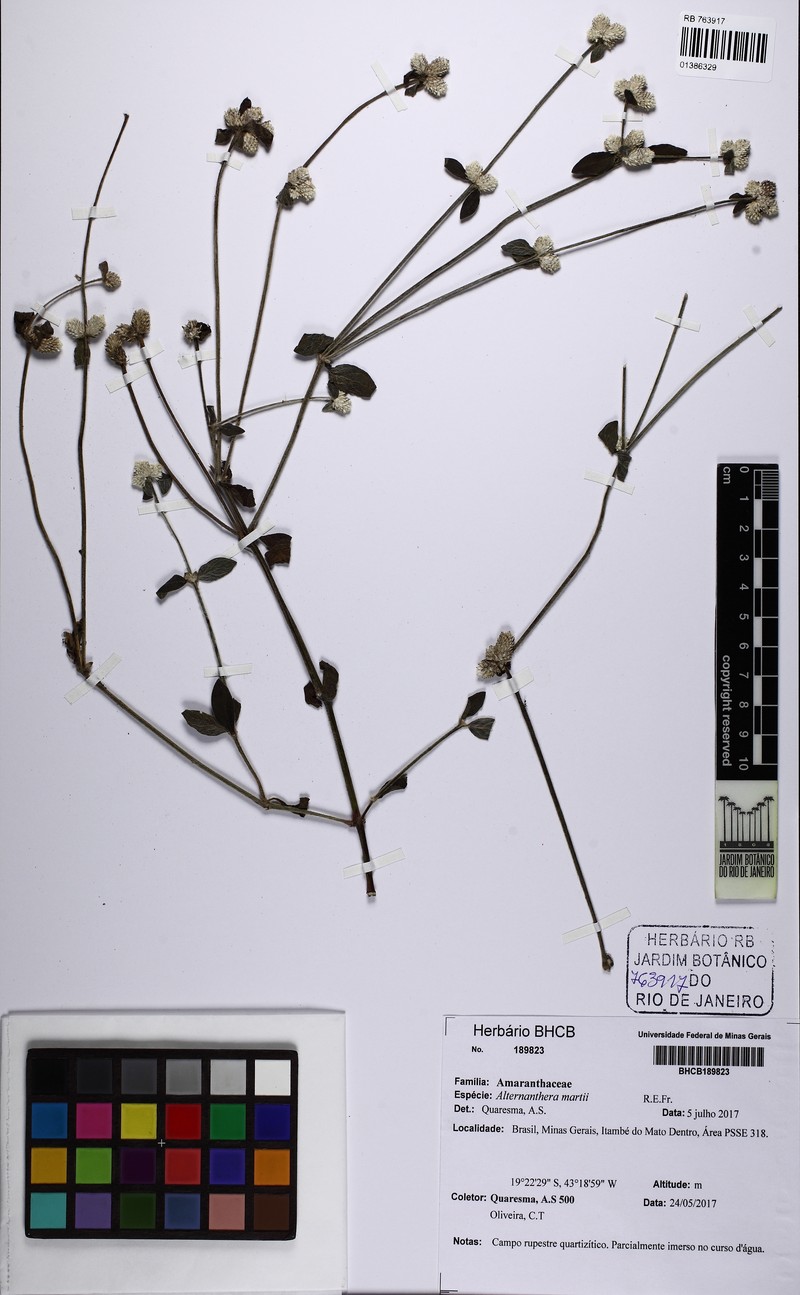 Alternanthera martii photo 5