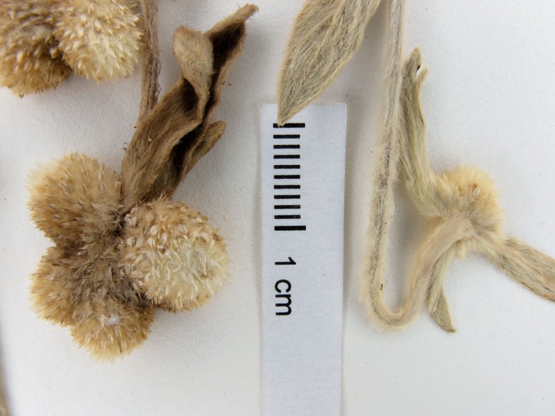Alternanthera martii photo 6