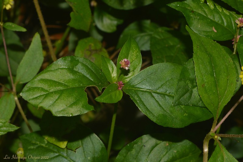 Alternanthera micrantha photo 2