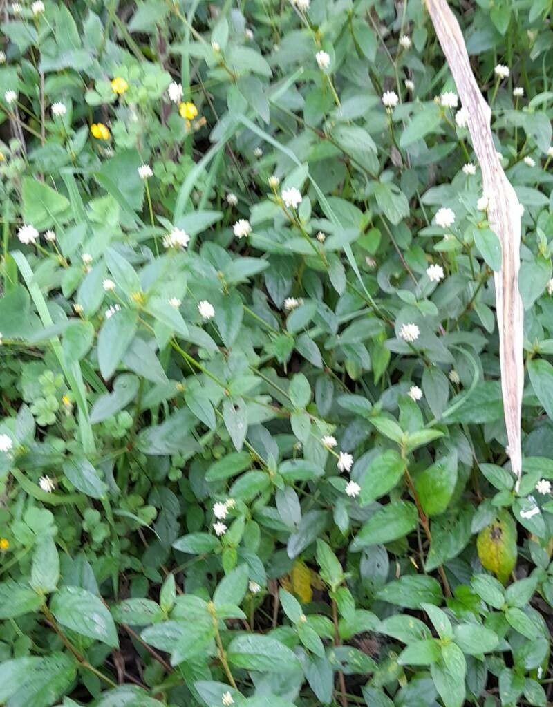 Alternanthera micrantha photo 3