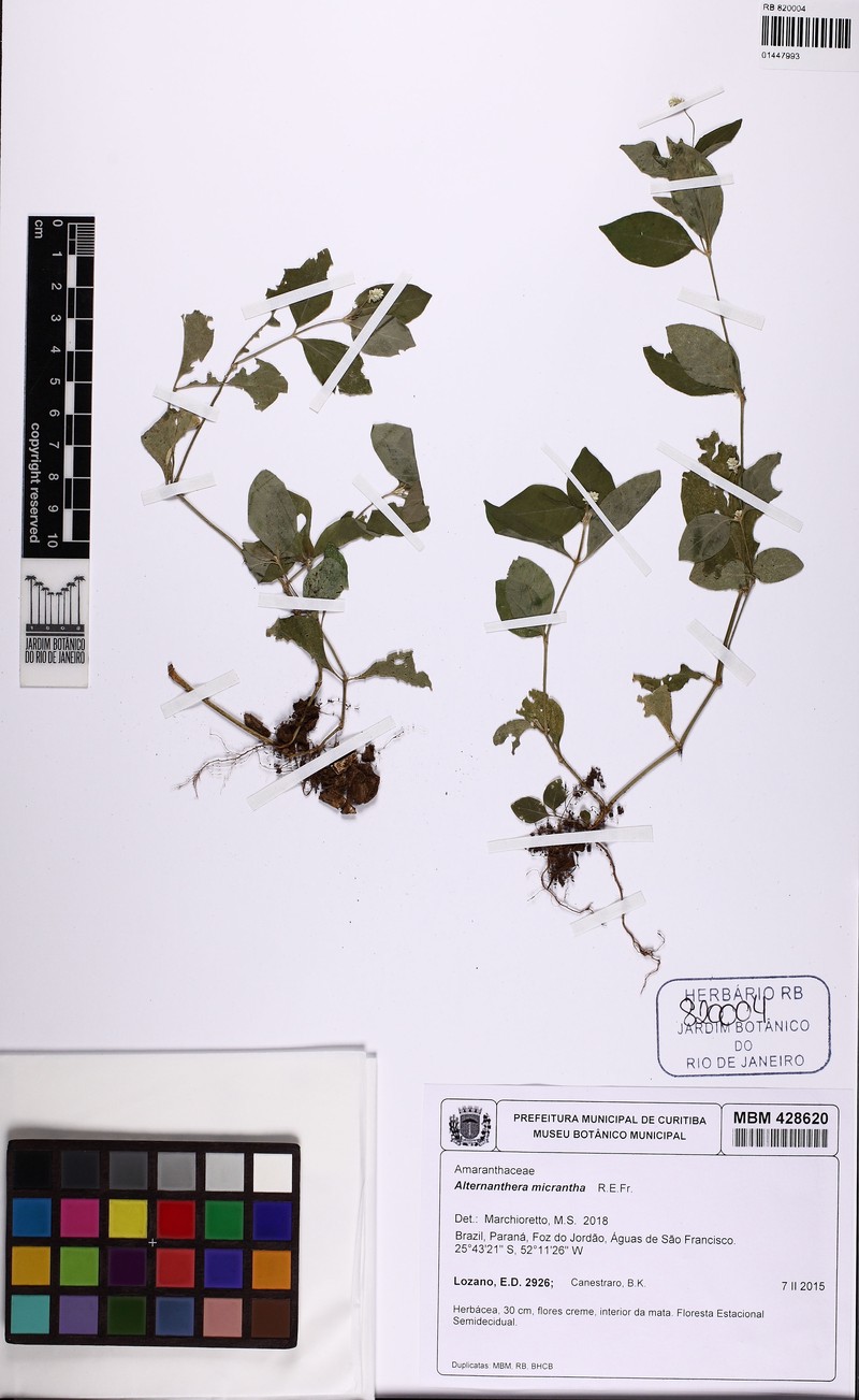 Alternanthera micrantha photo 4