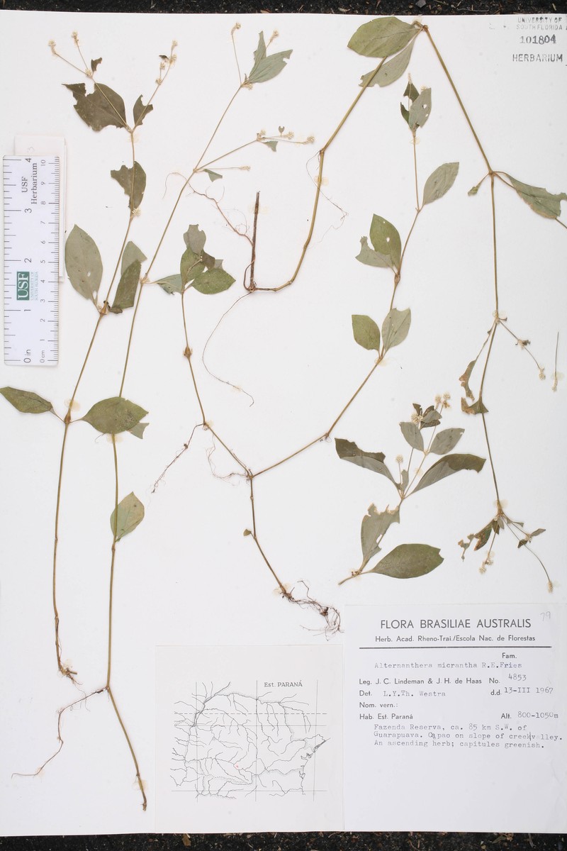 Alternanthera micrantha photo 5