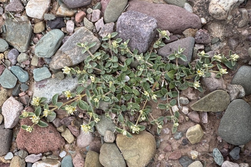 Alternanthera microphylla