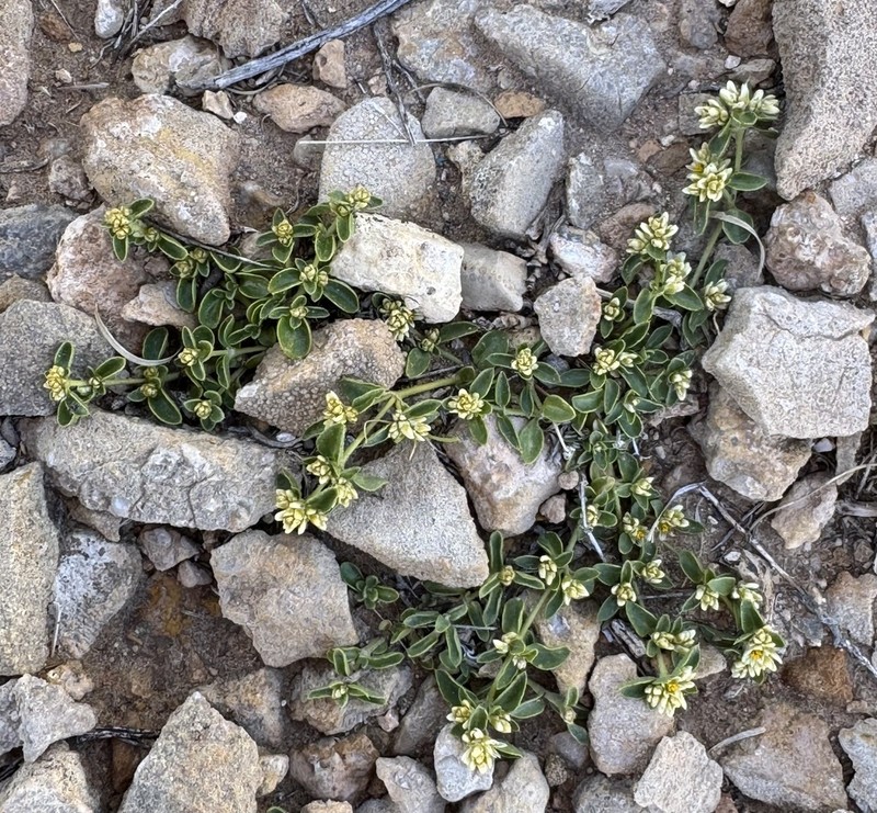 Alternanthera microphylla photo 2