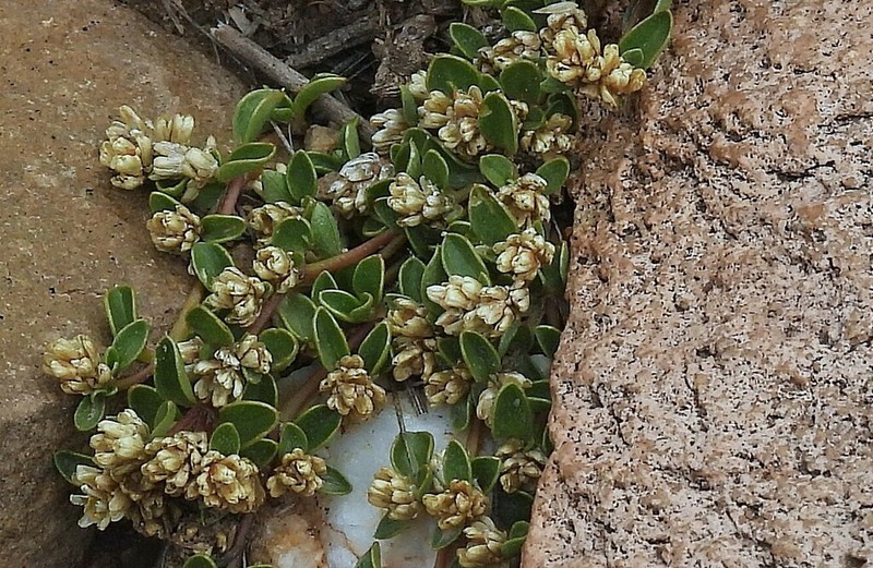 Alternanthera microphylla photo 3