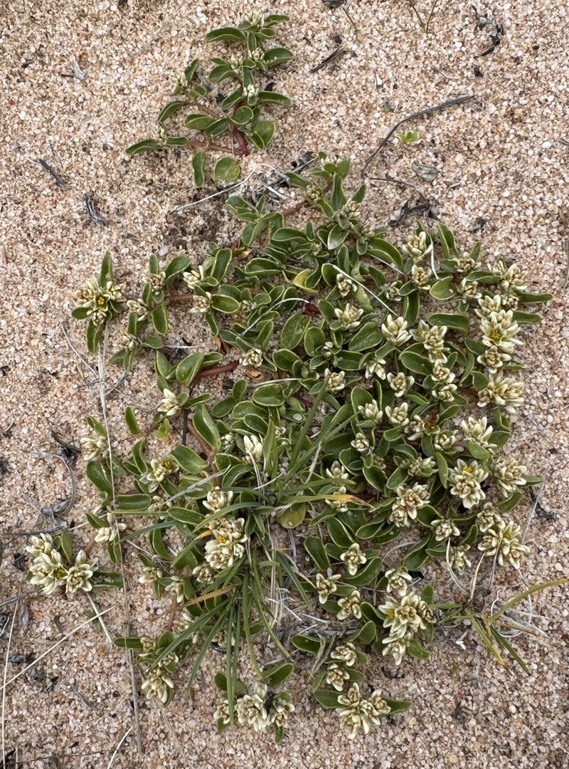 Alternanthera microphylla photo 4