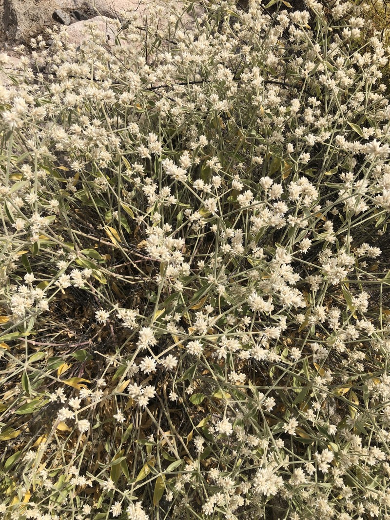 Alternanthera mollendoana
