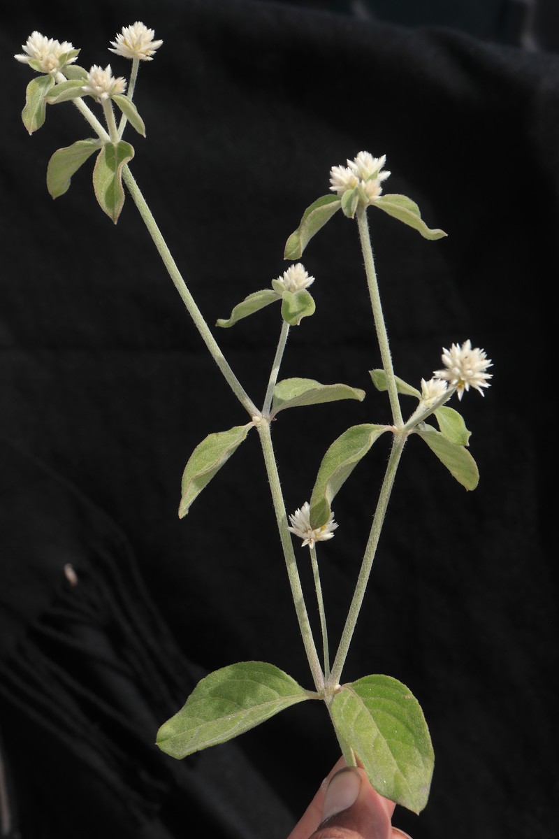 Alternanthera mollendoana photo 2