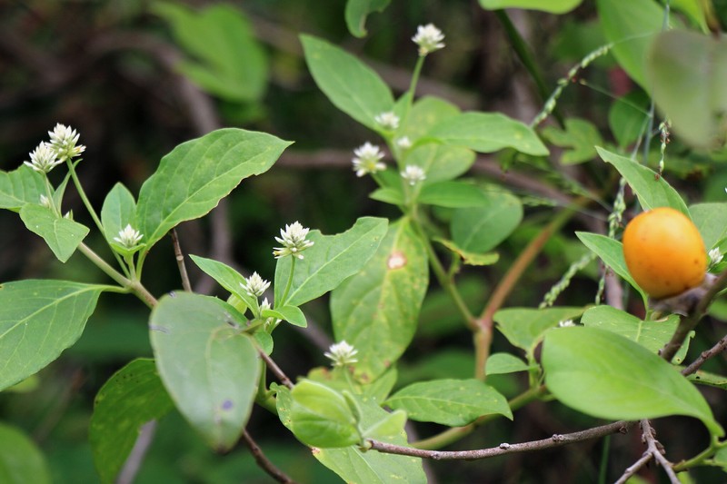 Alternanthera mollendoana photo 4
