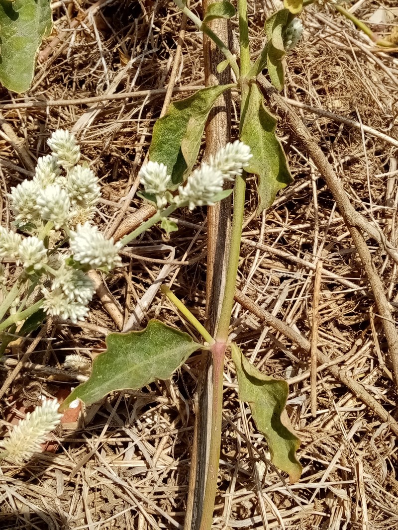 Alternanthera mollendoana photo 5
