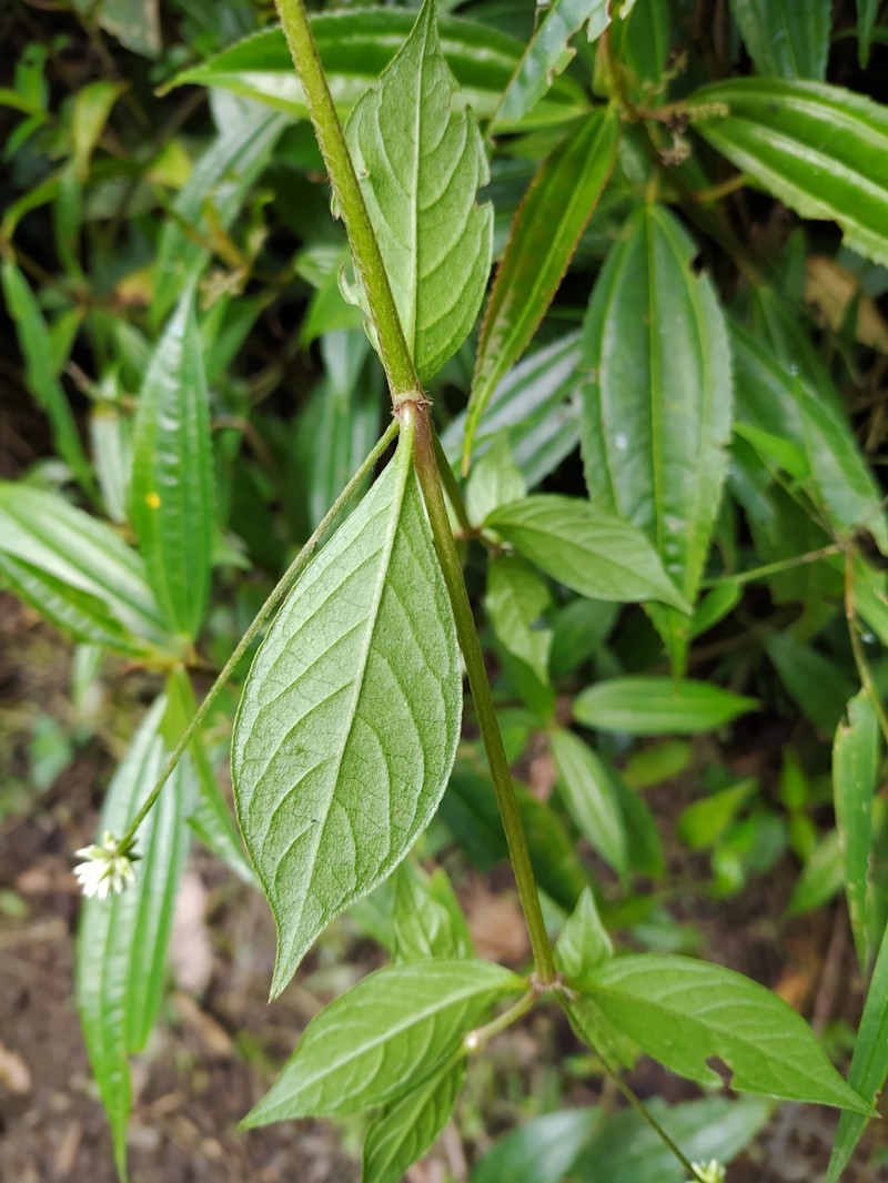 Alternanthera mollendoana photo 6