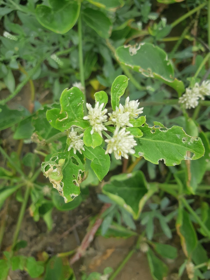 Alternanthera mollendoana photo 7