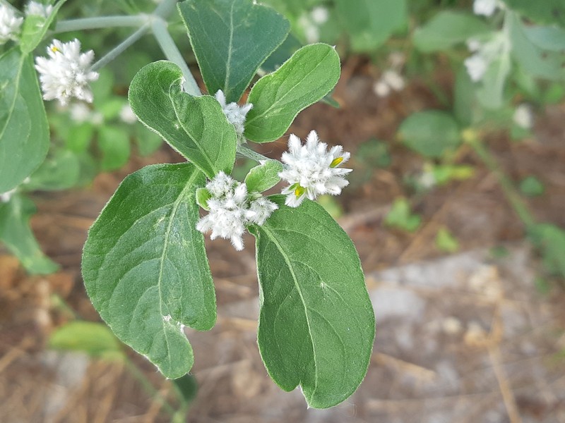 Alternanthera mollendoana photo 8