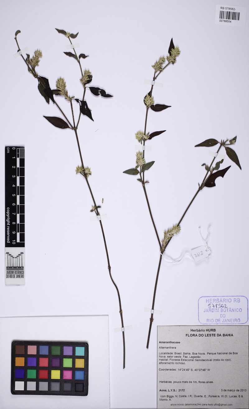 Alternanthera multicaulis