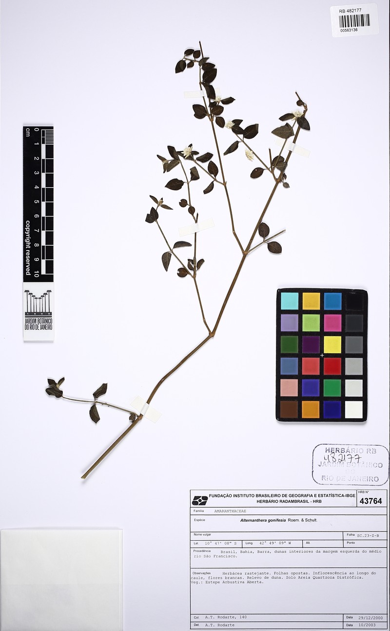 Alternanthera multicaulis photo 2