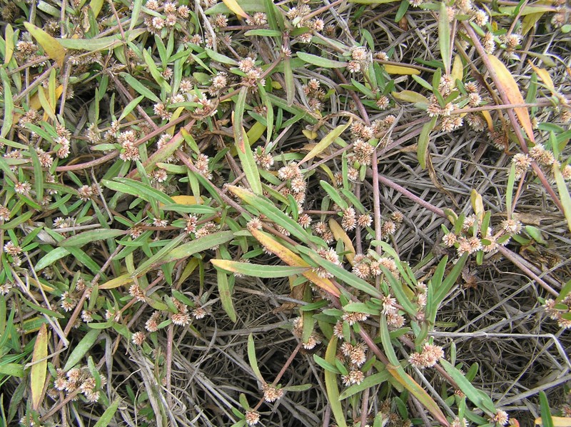 Alternanthera nahui