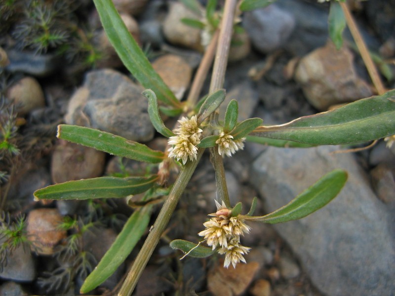Alternanthera nahui photo 2